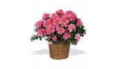 Azalea