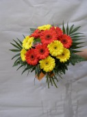 Gerbera