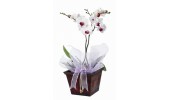 Orchidea